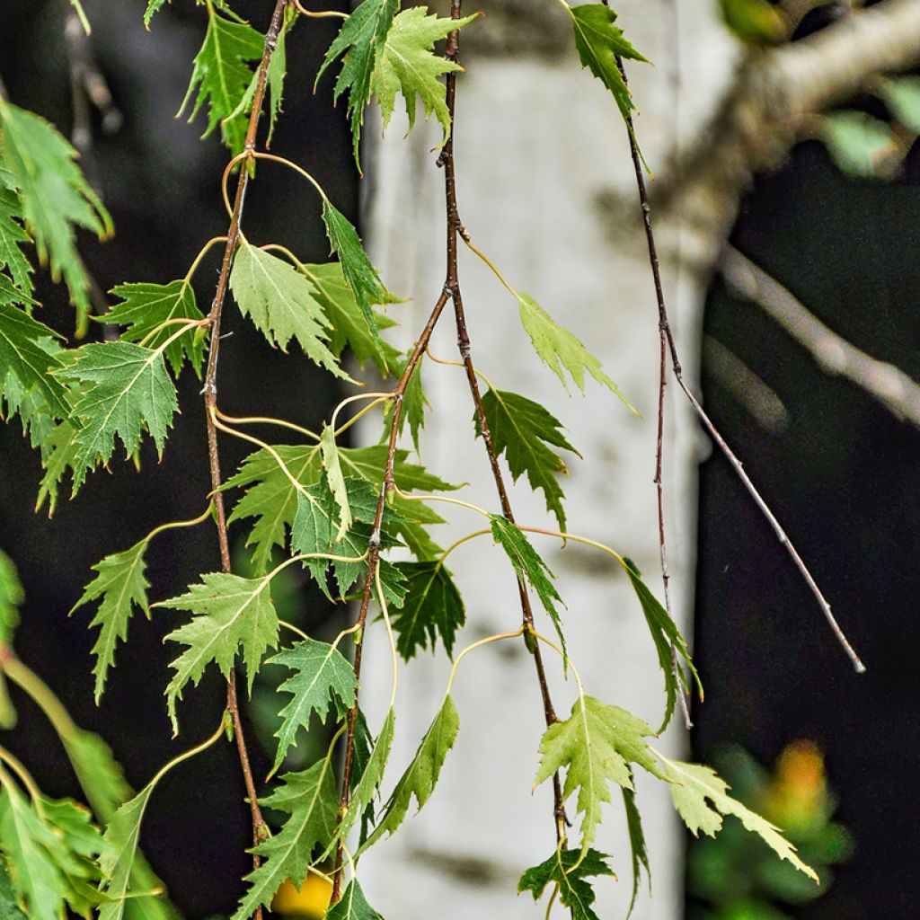 Bouleau pleureur - Betula pendula Gracilis