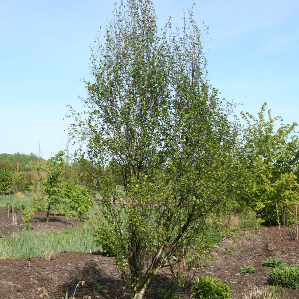 Bouleau - Betula pendula Obelisk