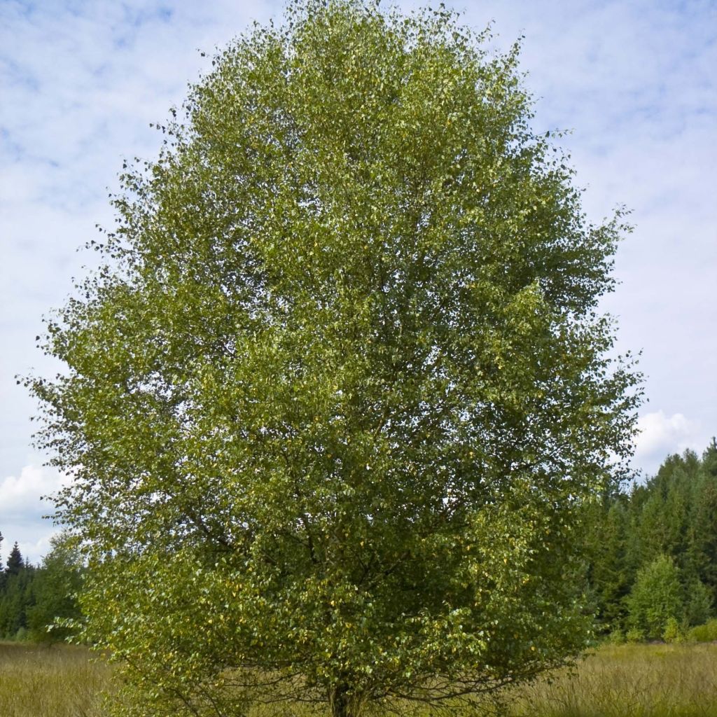 Abedul pubescente - Betula pubescens