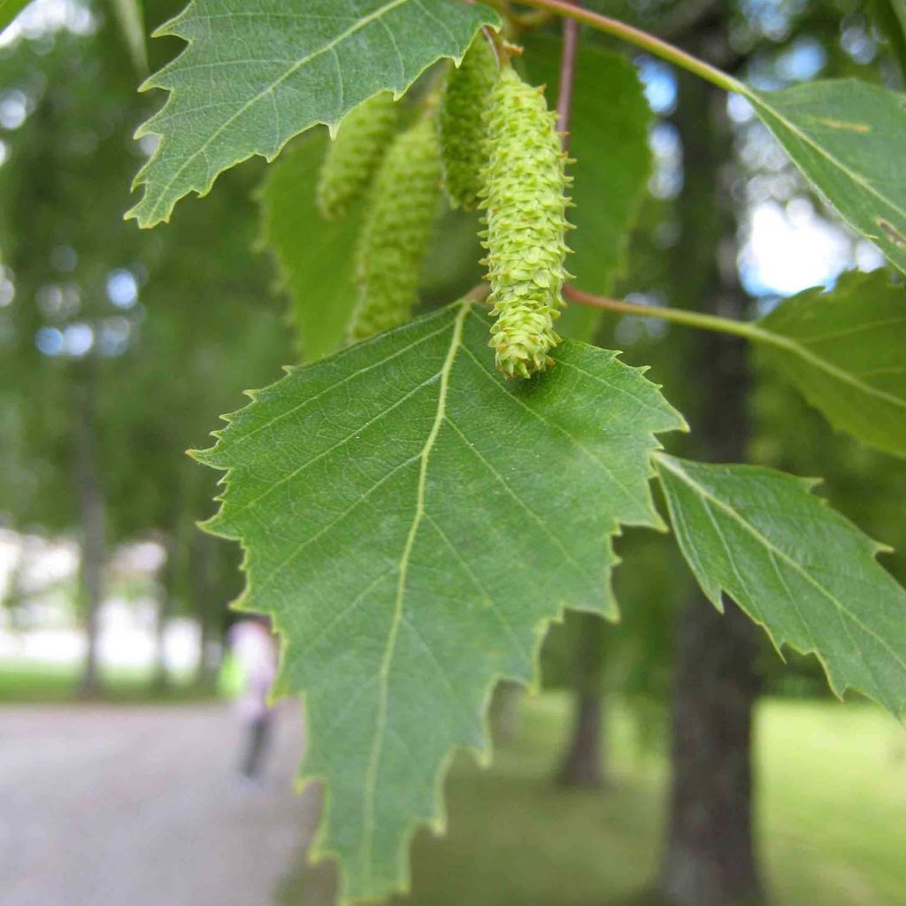 Abedul pubescente - Betula pubescens