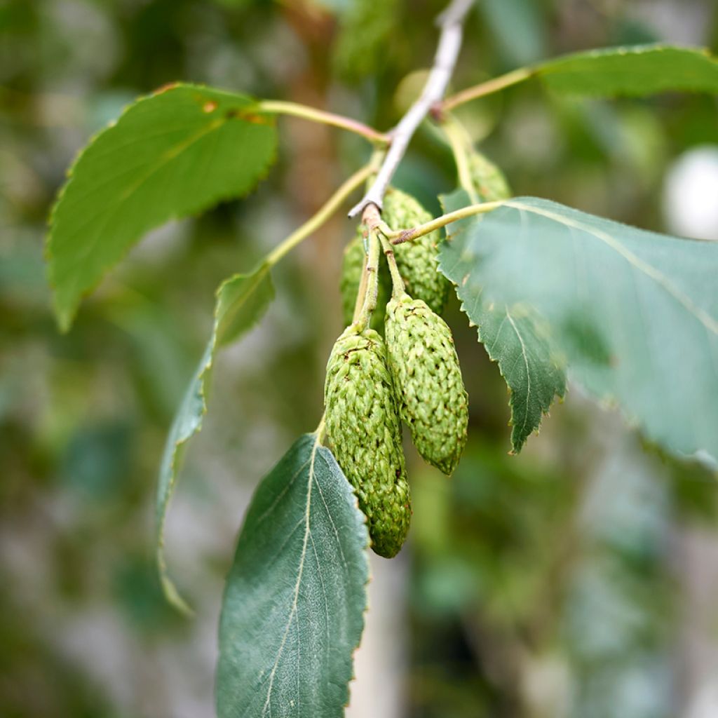 Abedul pubescente - Betula pubescens