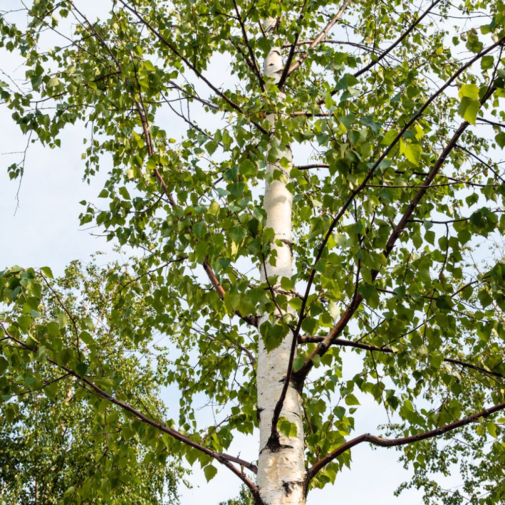 Abedul pubescente - Betula pubescens