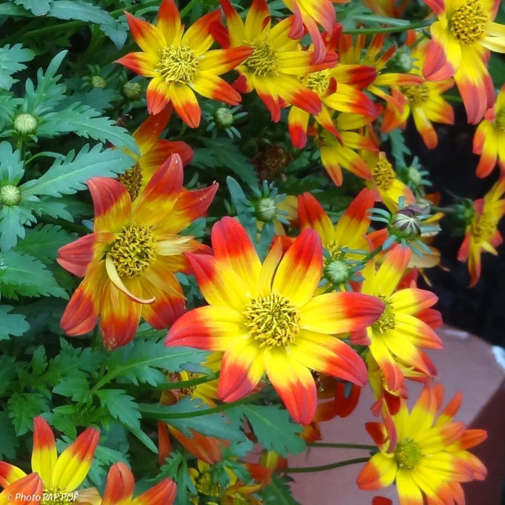 Bidens Beedance Painted Red - Bidens  hybride.