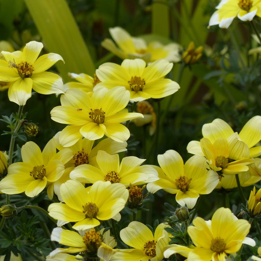 Bidens ferulifolia Lemon Moon