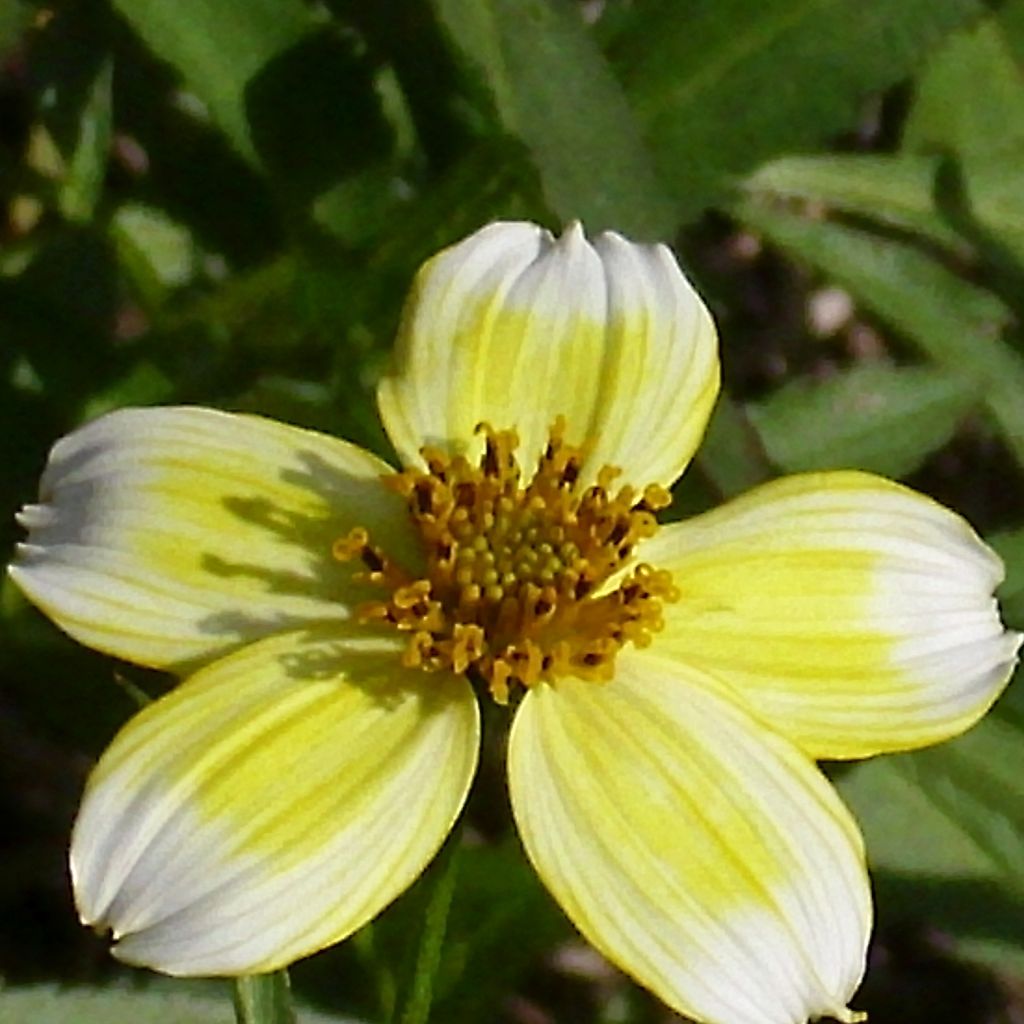 Bidens aurea