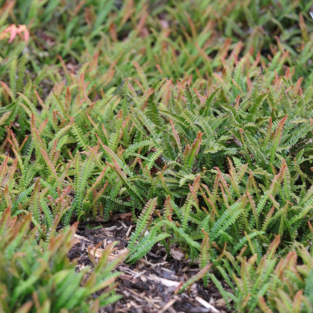 Blechnum penna-marina - Helecho