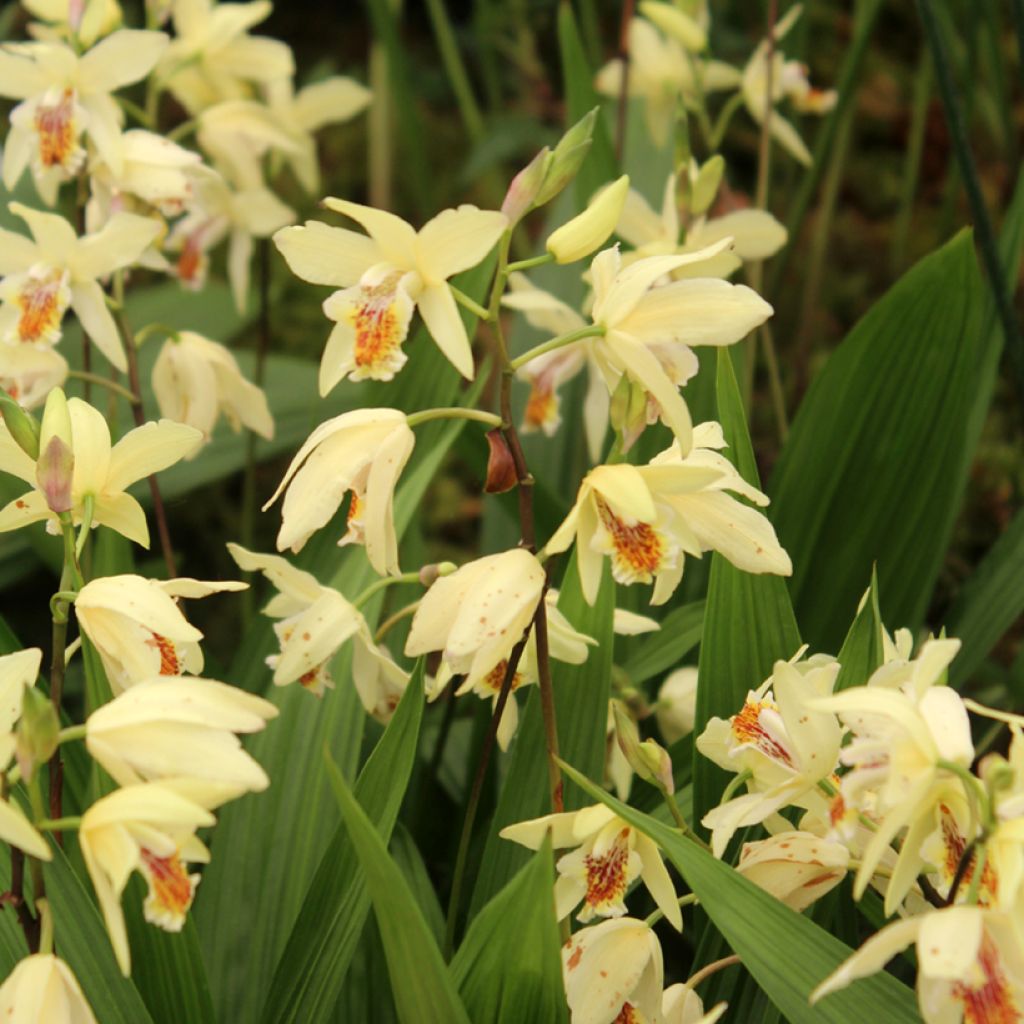 Bletilla ochracea