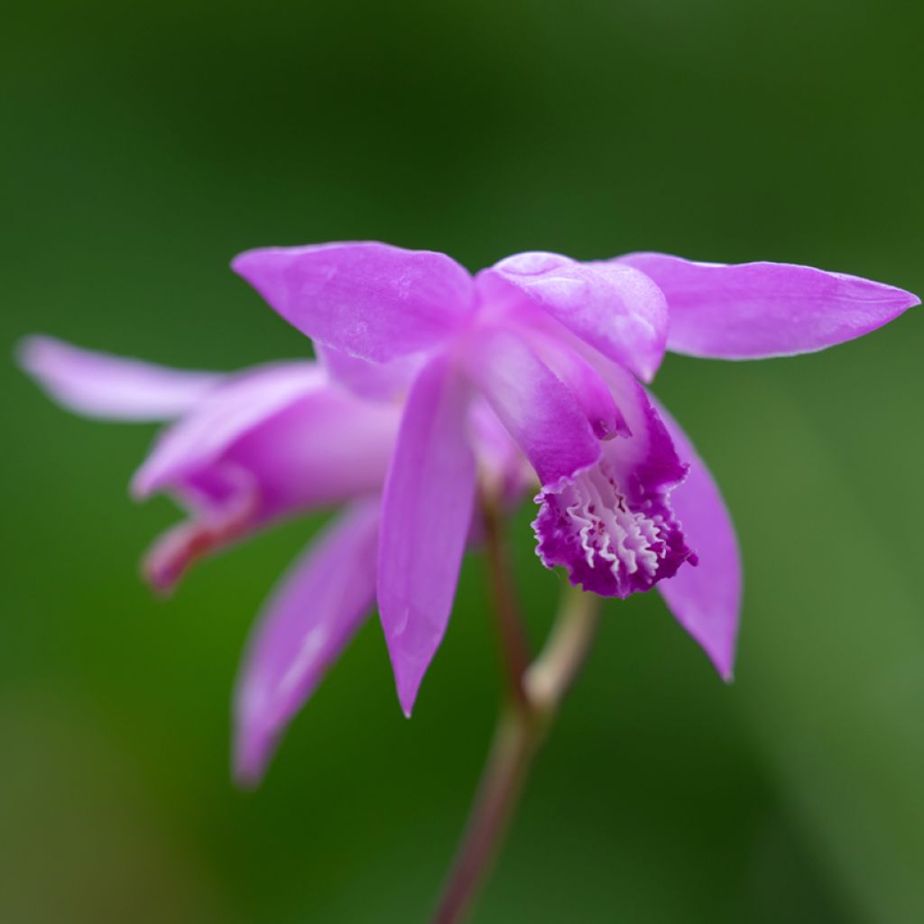 Bletilla Penway Dragon