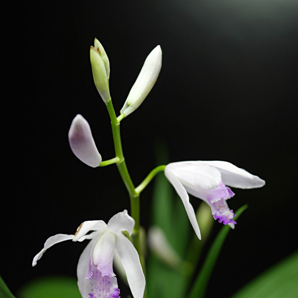 Bletilla striata Kuchi-beni