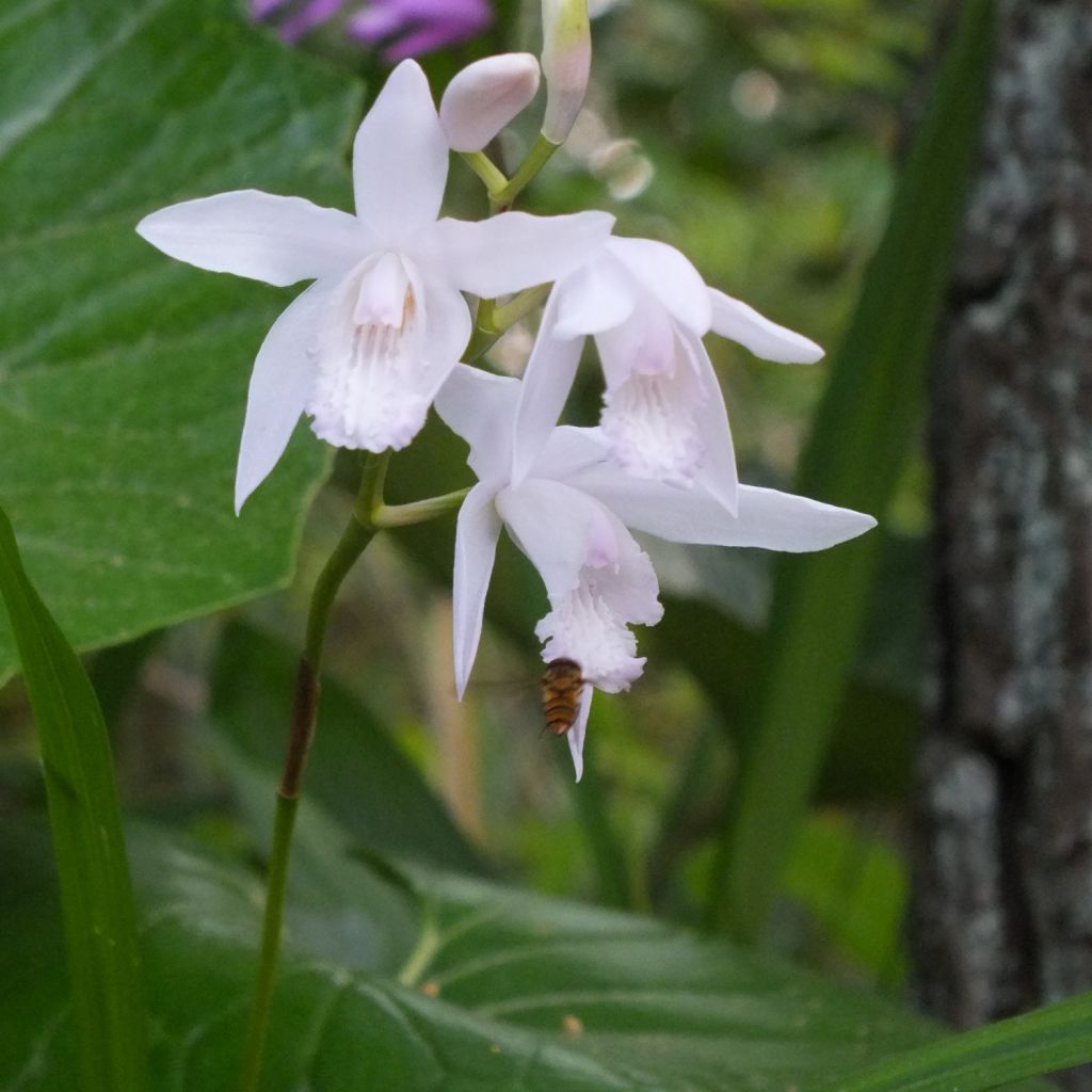 Bletilla striata f. gebina