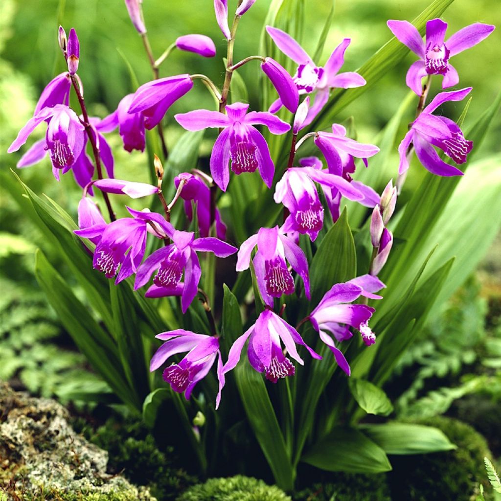 Bletilla striata Purple