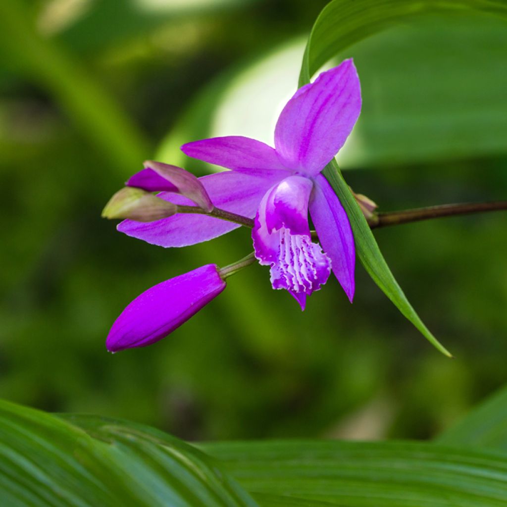 Bletilla striata Purple