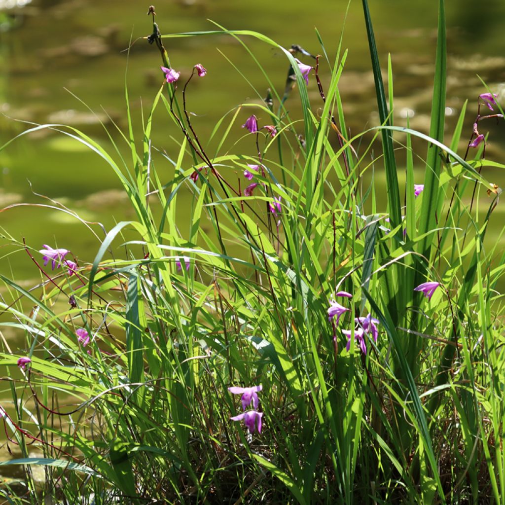 Bletilla striata Purple