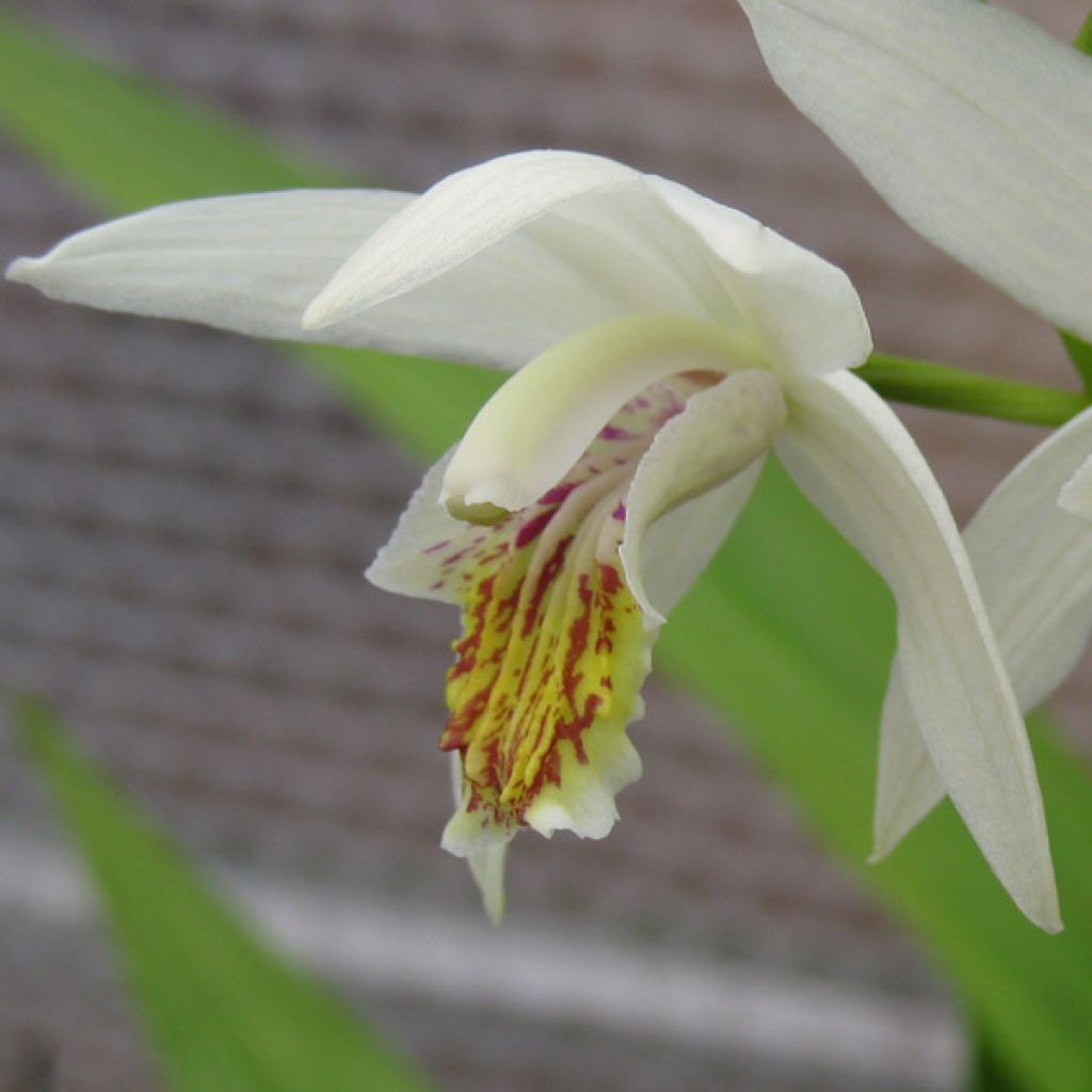 Bletilla striata Alba