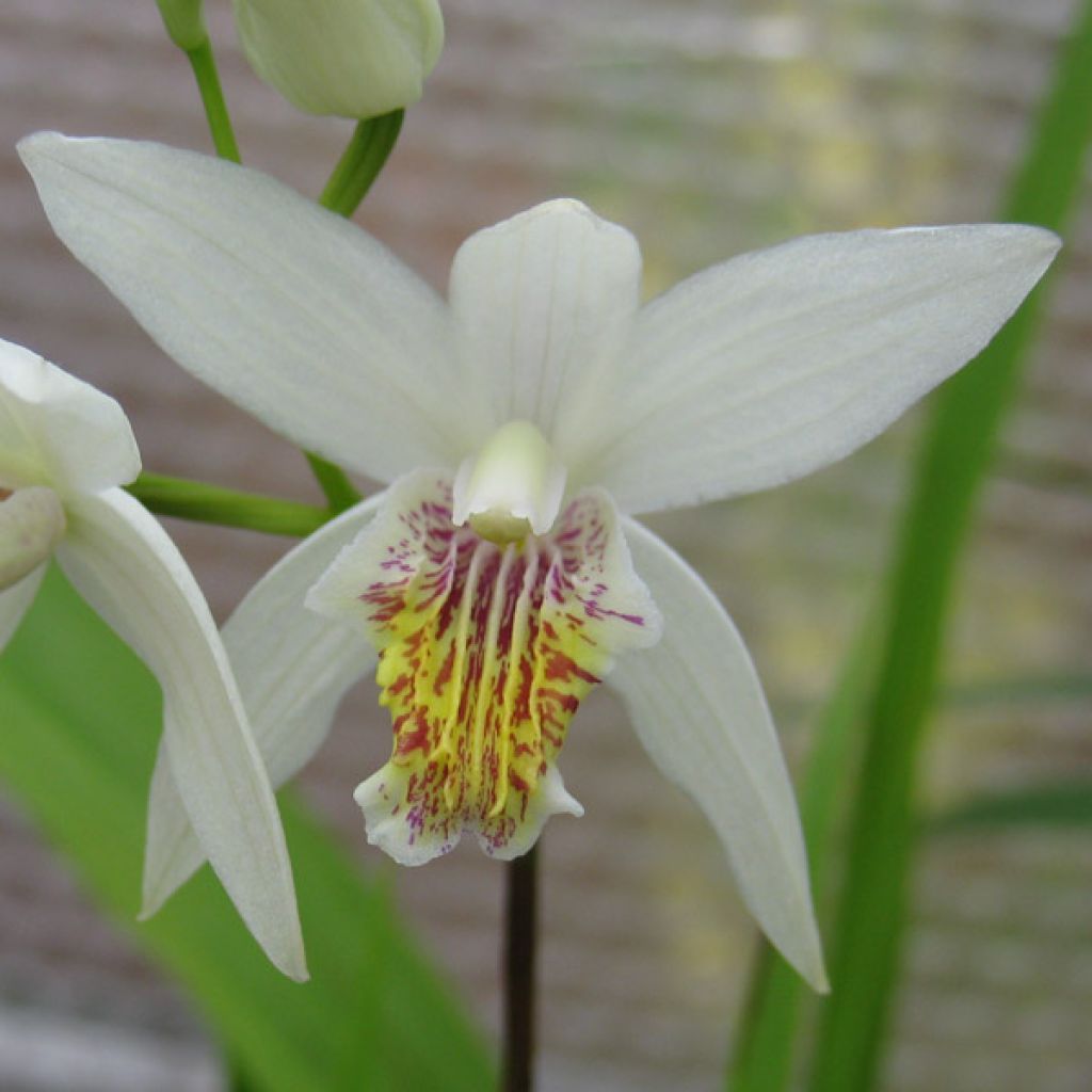 Bletilla striata Alba