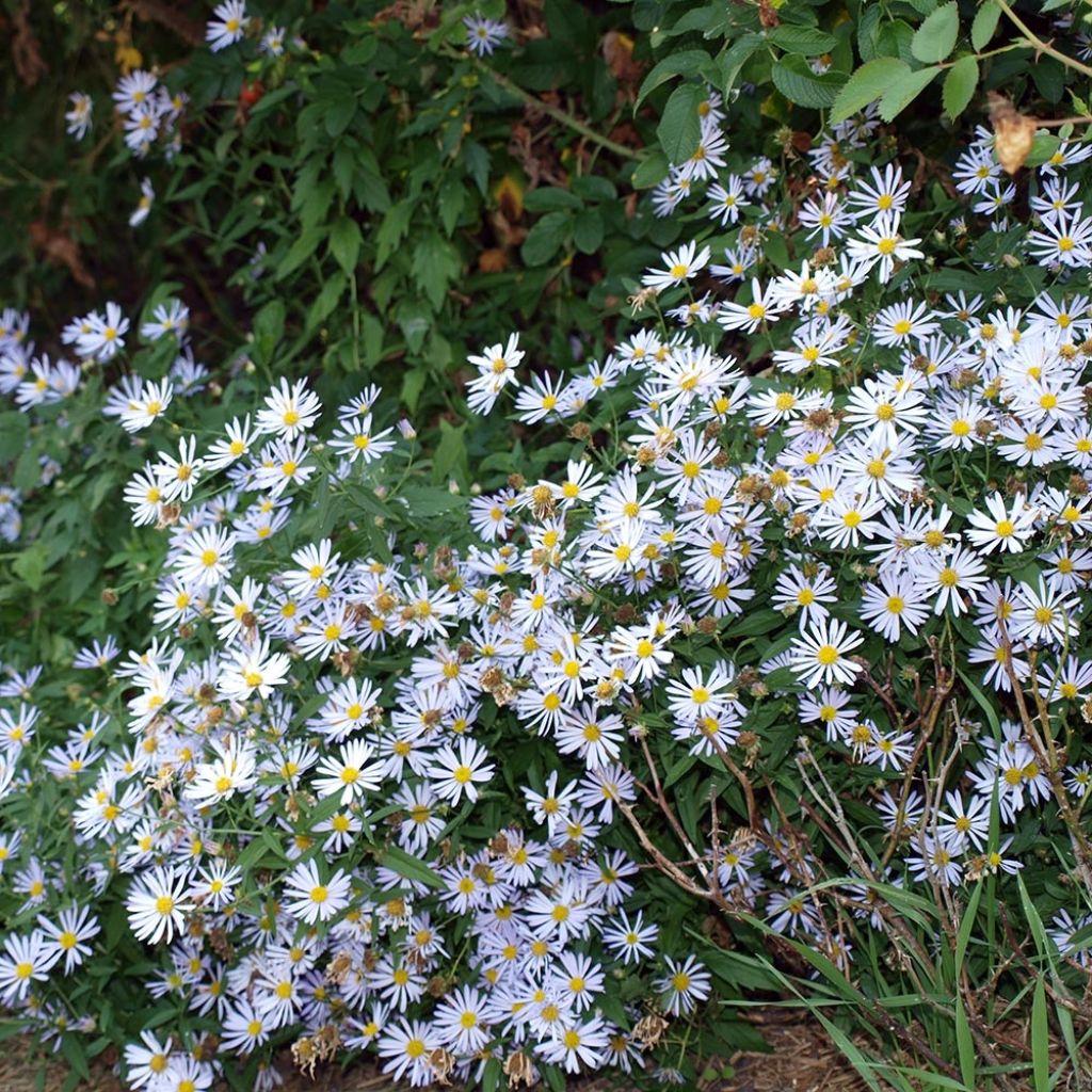 Boltonie, faux aster Latisquama - Boltonia astroides