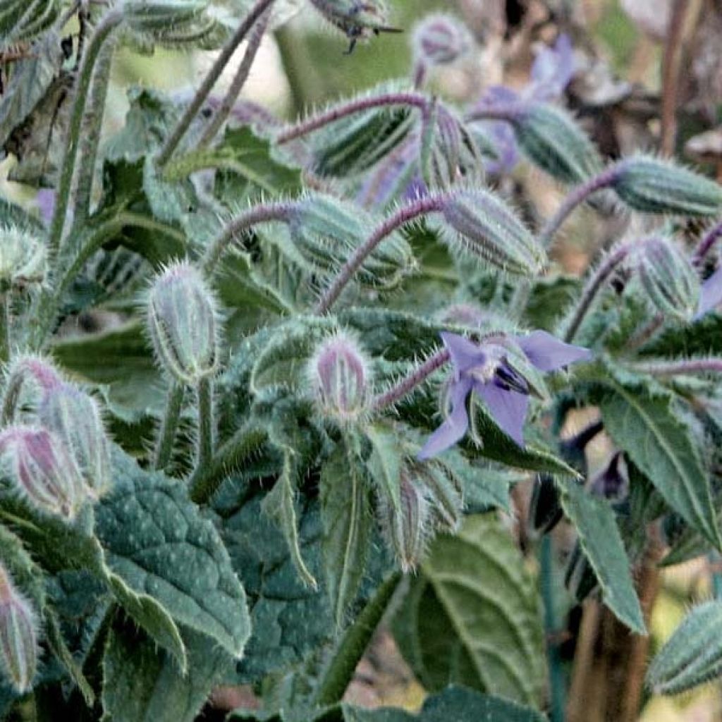 Bourrache officinale - Borago officinalis