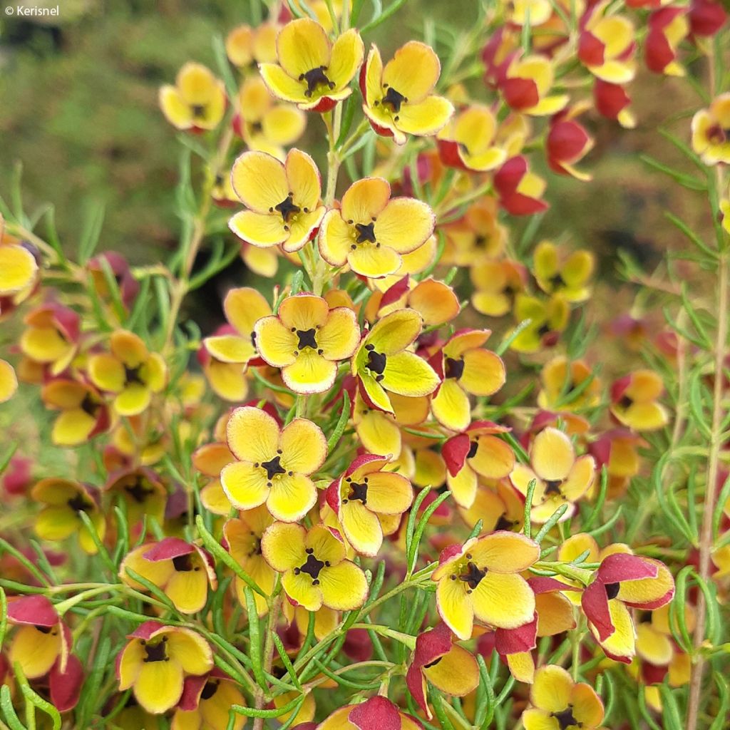 Boronia megastigma Tui - Boronie brune