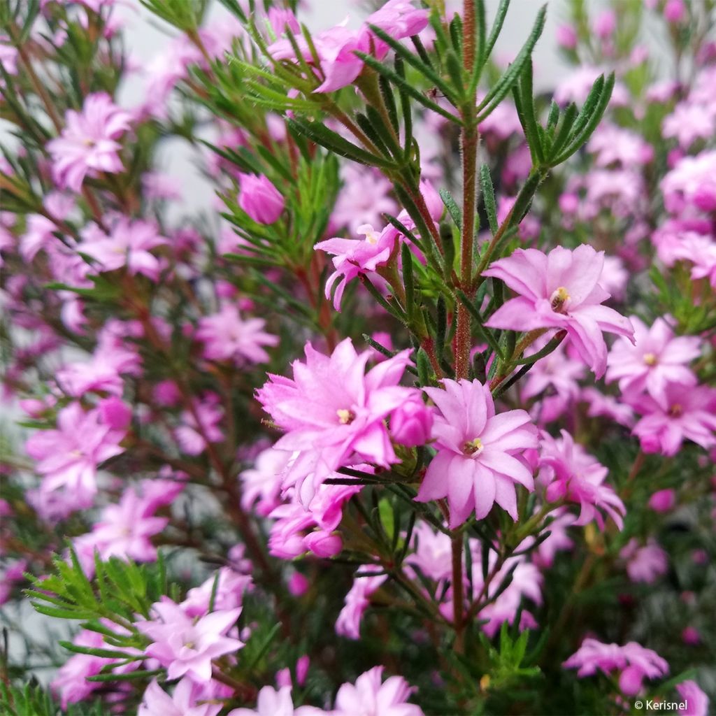 Boronia pilosa Rose Blossom - Boronie velue