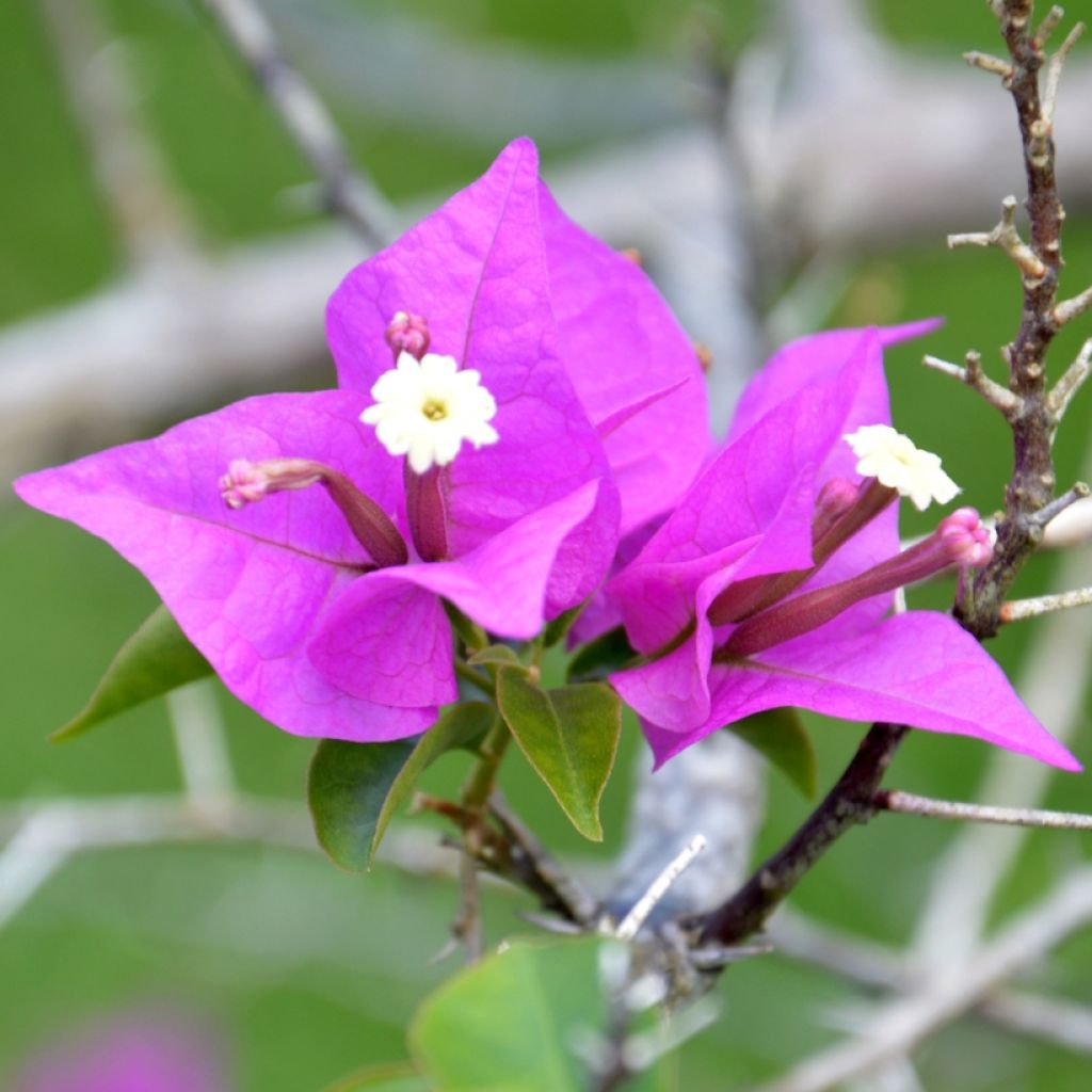 Buganvilla Violet de Mèze