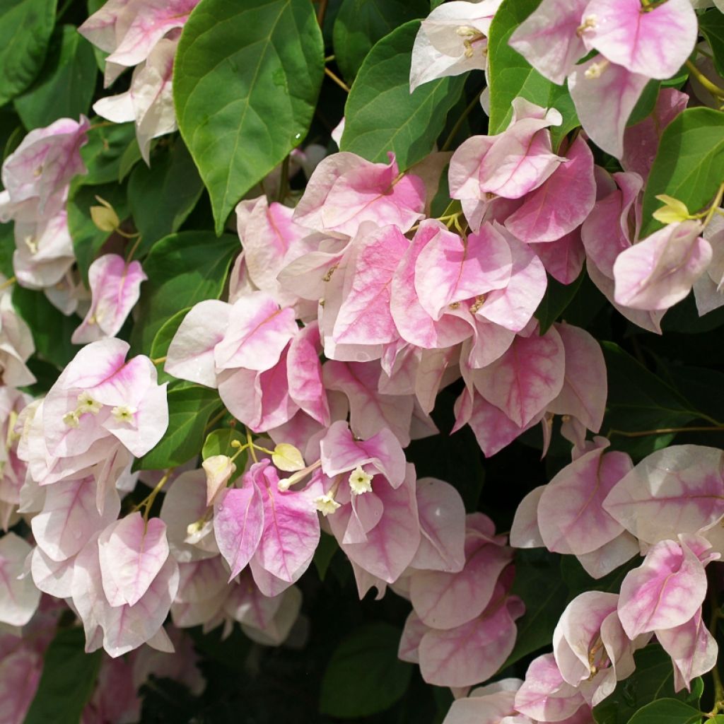 Buganvilla blanca rosada - Bougainvillea spectabilis