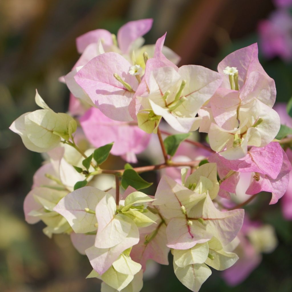 Buganvilla blanca rosada - Bougainvillea spectabilis