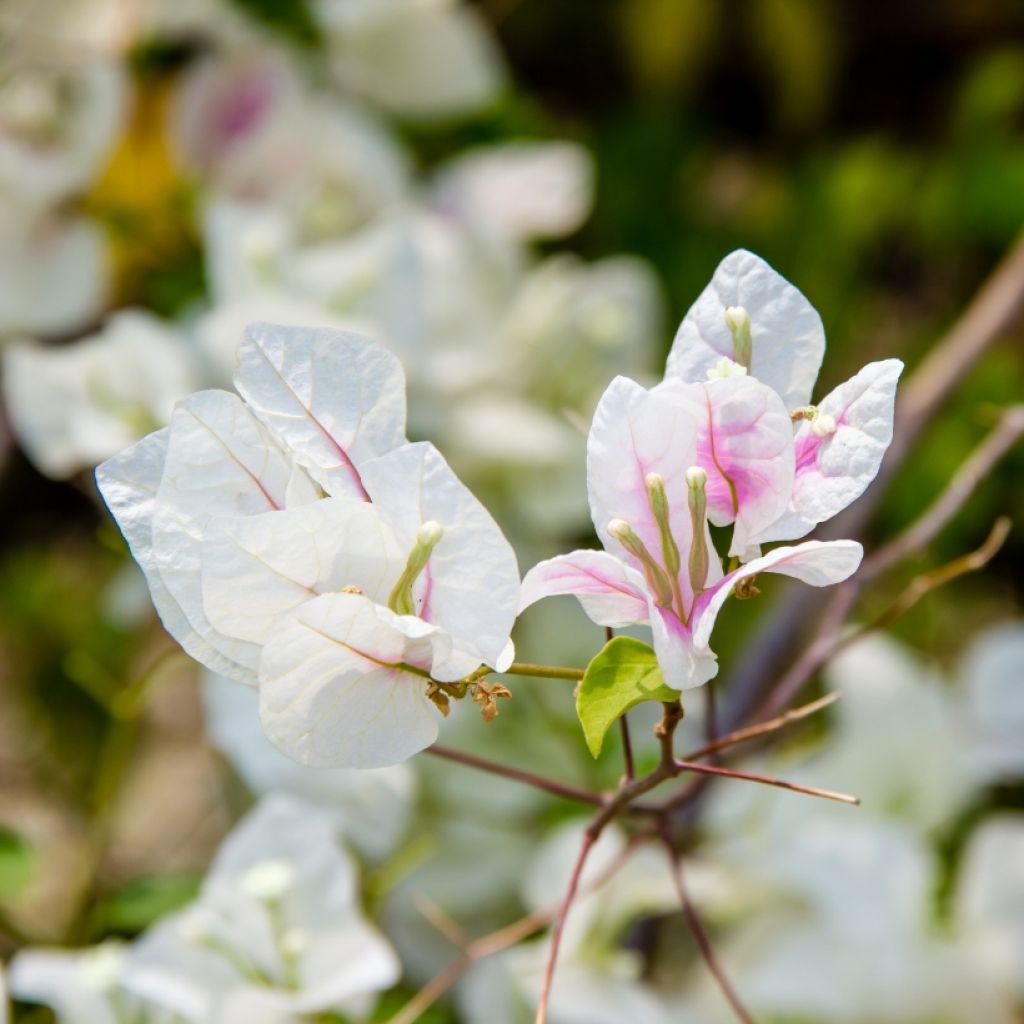 Buganvilla blanca rosada - Bougainvillea spectabilis