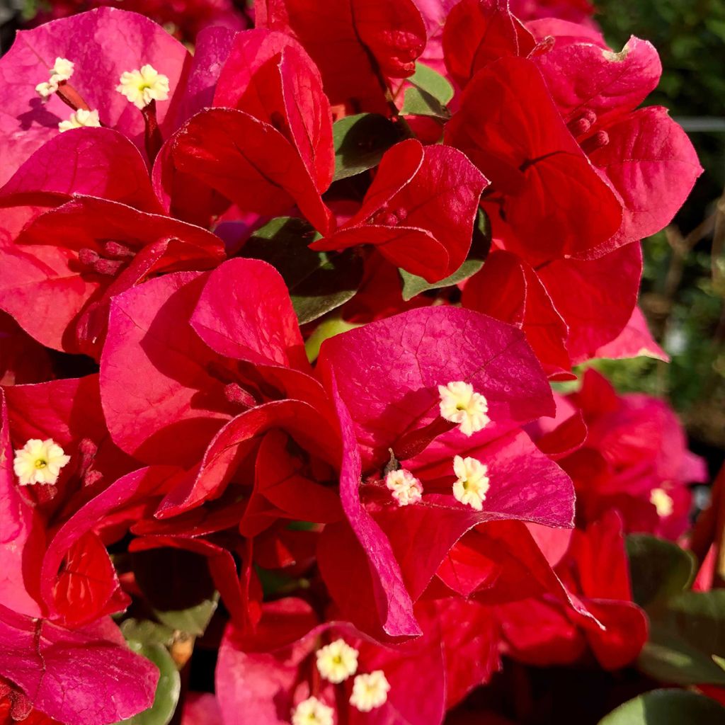 Bougainvillier spectabilis Rouge foncé