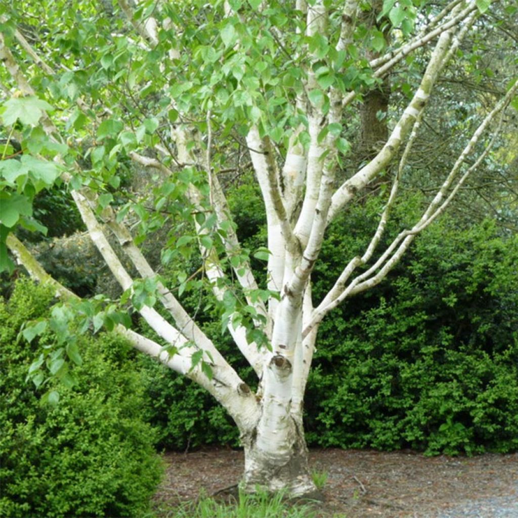 Abedul del Himalaya  jacquemontii Doorenbos