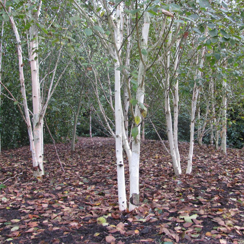 Abedul del Himalaya  jacquemontii Doorenbos