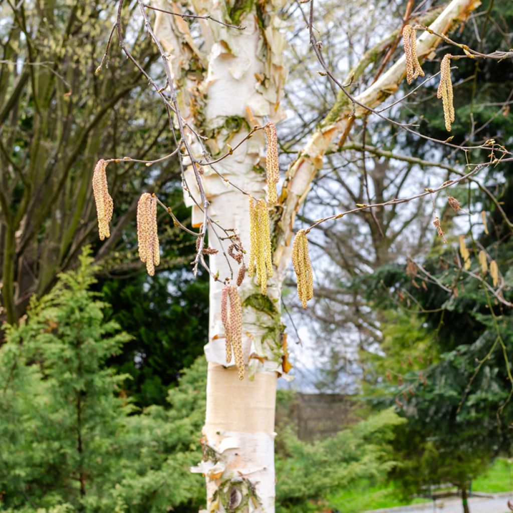 Abedul rojo chino - Betula albosinensis Fascination