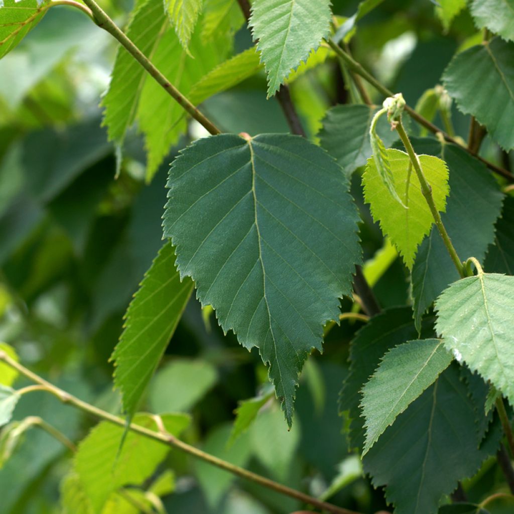 Abedul rojo chino - Betula albosinensis Fascination