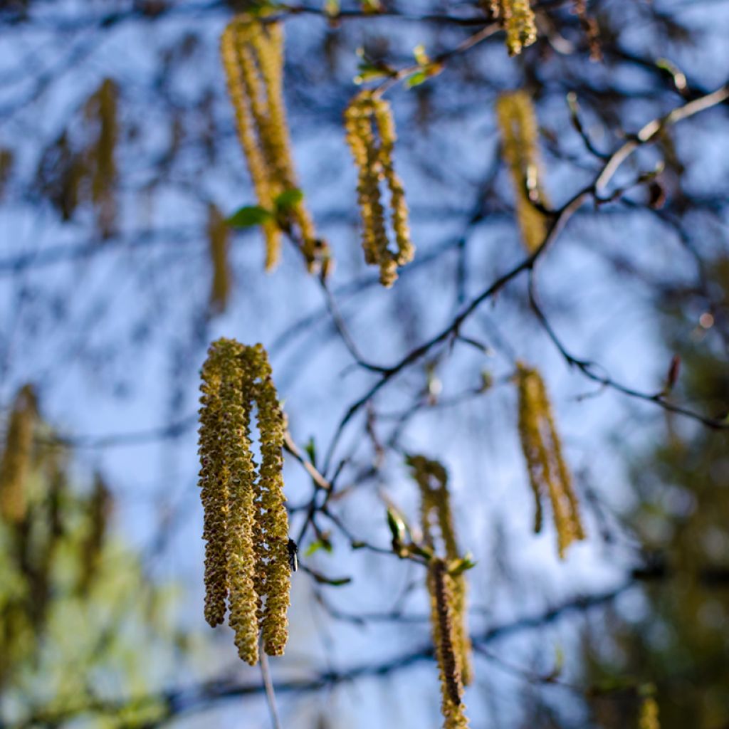 Abedul rojo chino - Betula albosinensis Fascination