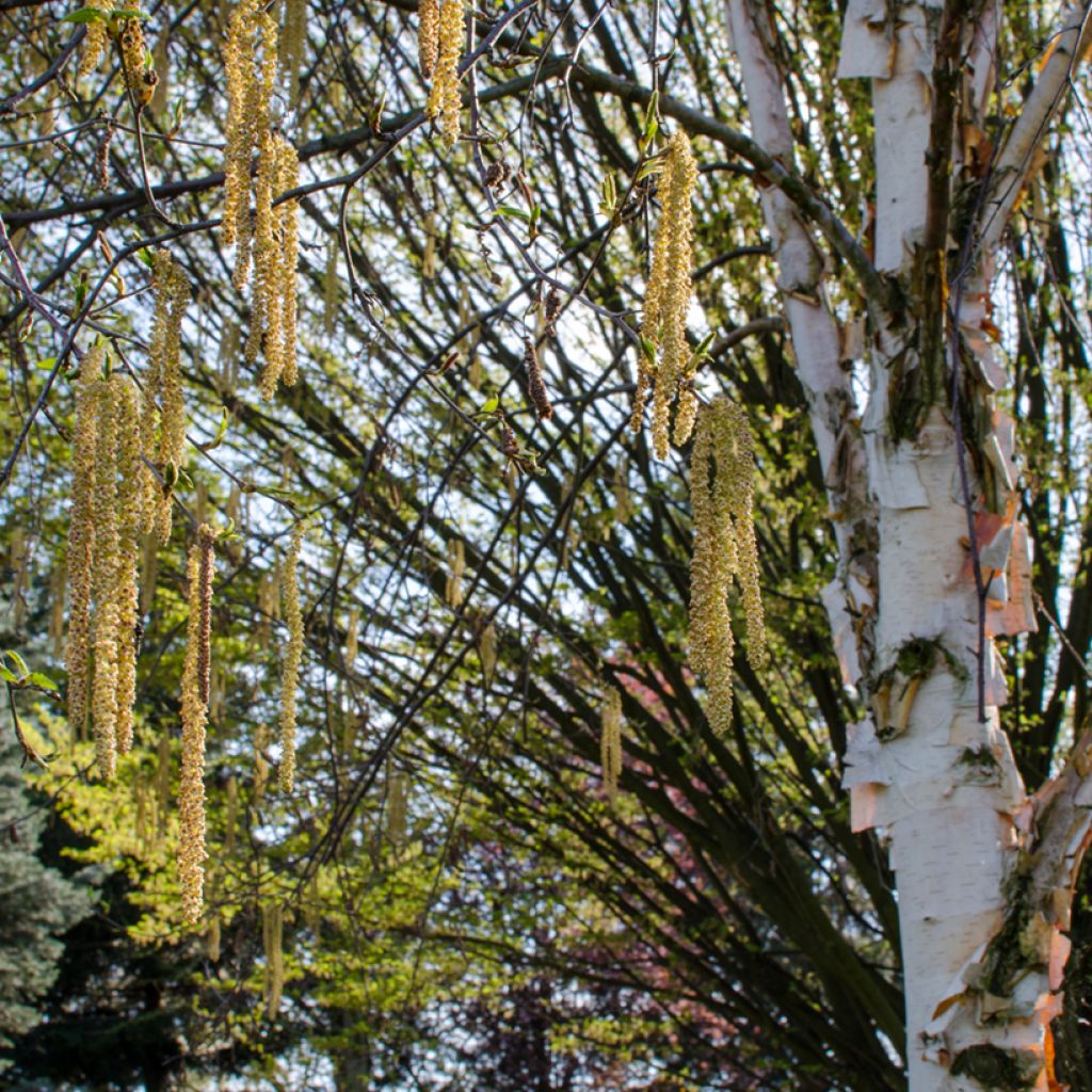 Abedul rojo chino - Betula albosinensis Fascination