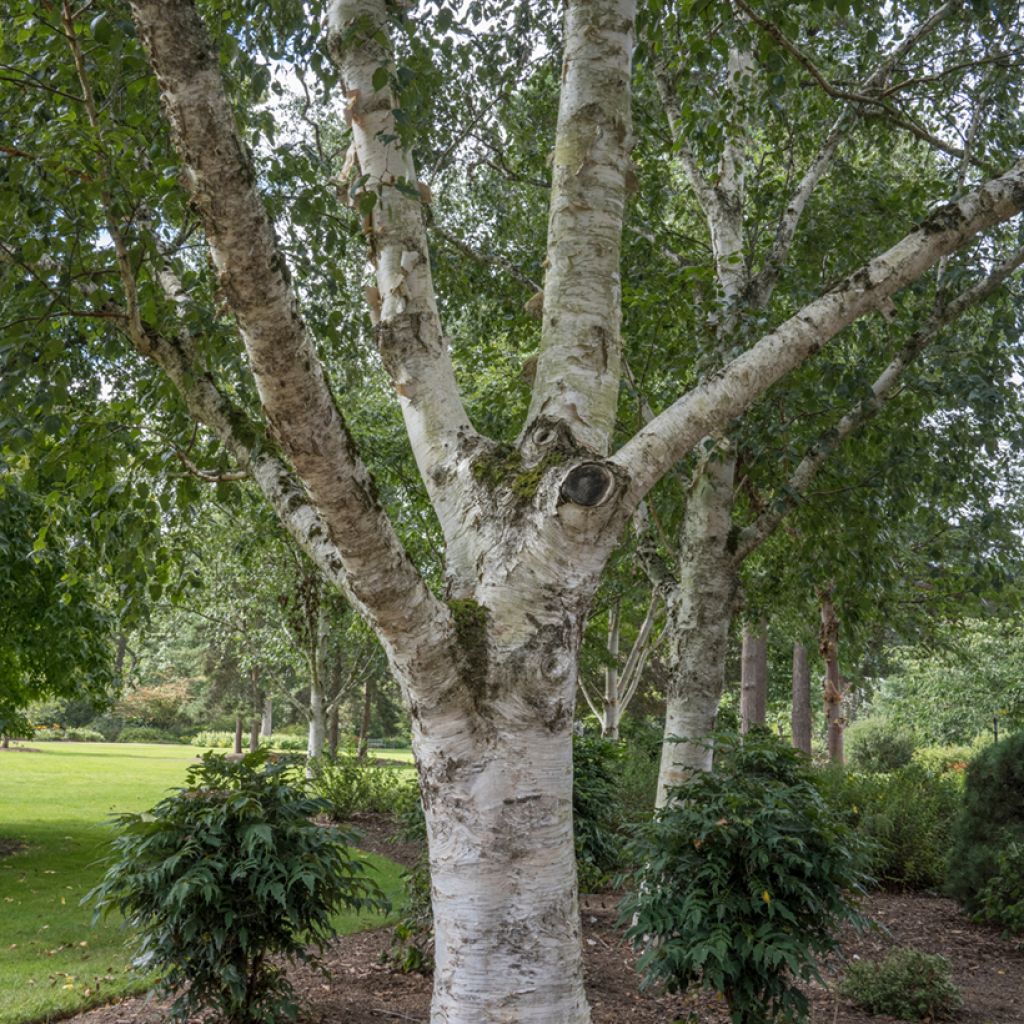 Abedul del Himalaya jacquemontii