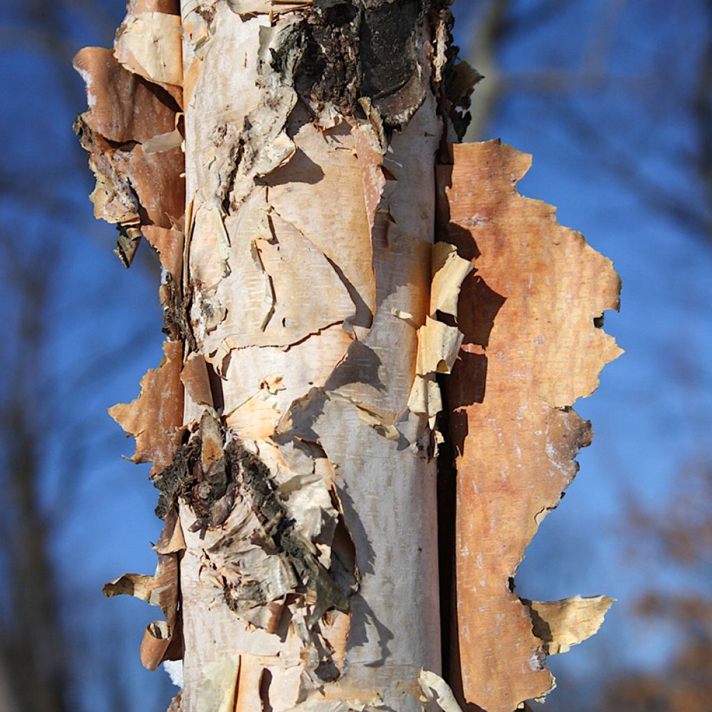 Abedul negro - Betula nigra