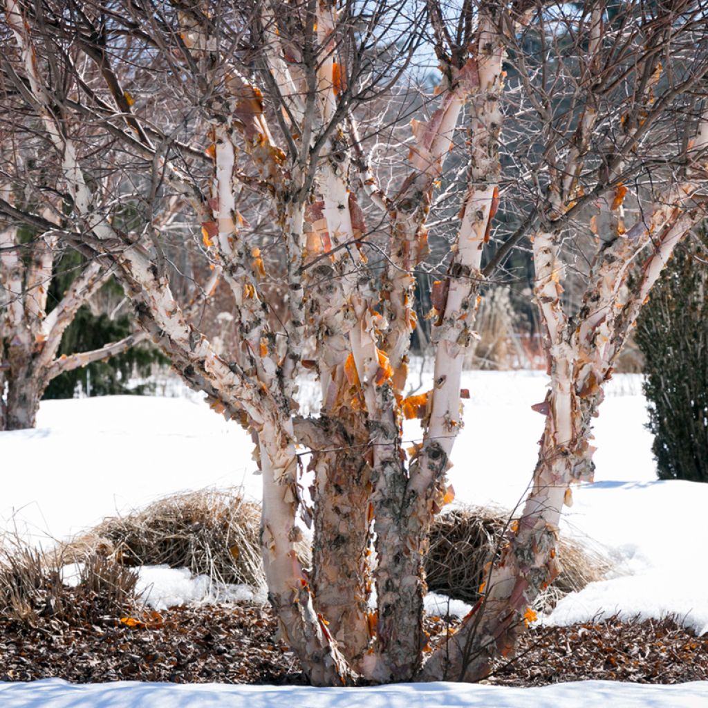 Abedul negro - Betula nigra