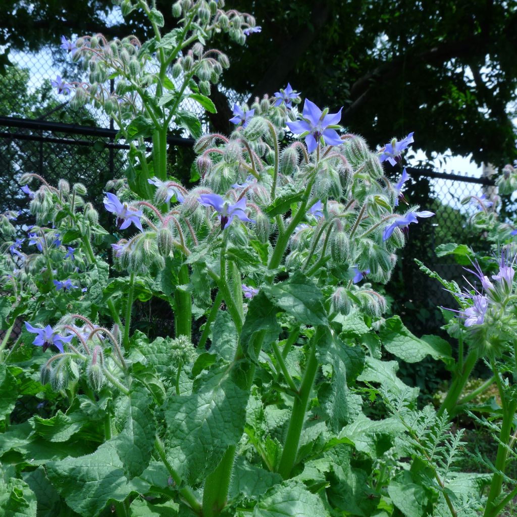 Borraja - Borago officinalis