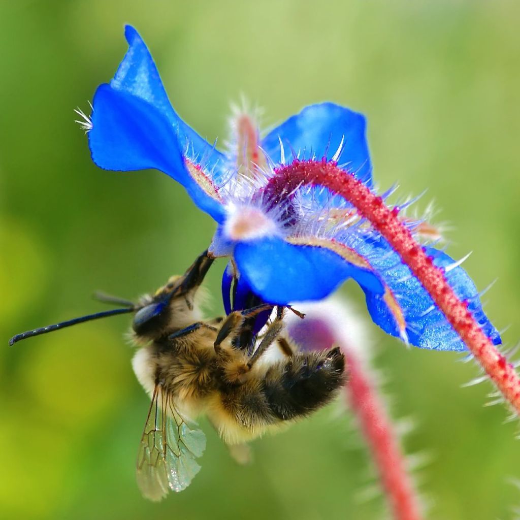 Borraja - Borago officinalis