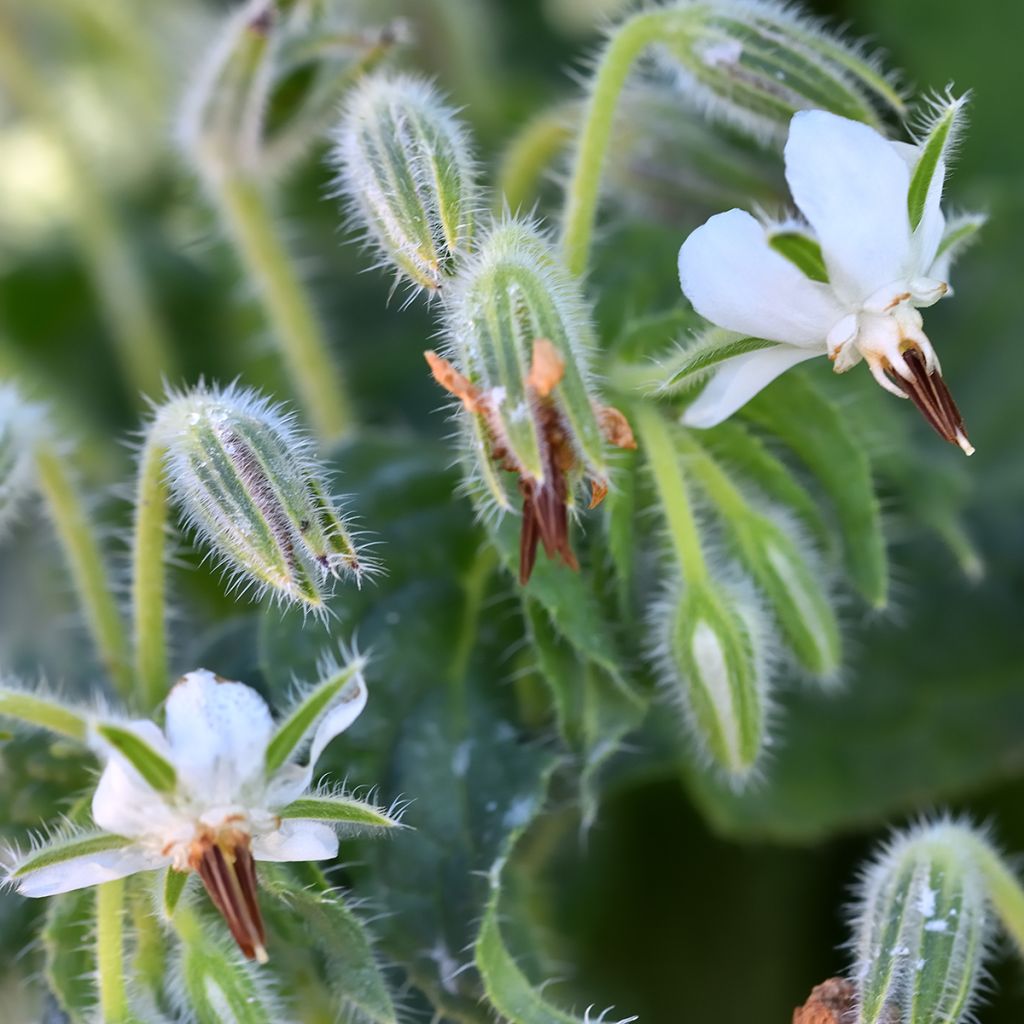 Borraja Alba (semilla) - Borago officinalis