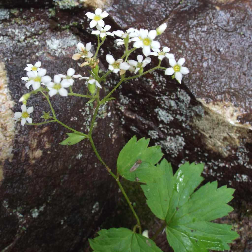 Boykinia aconitifolia