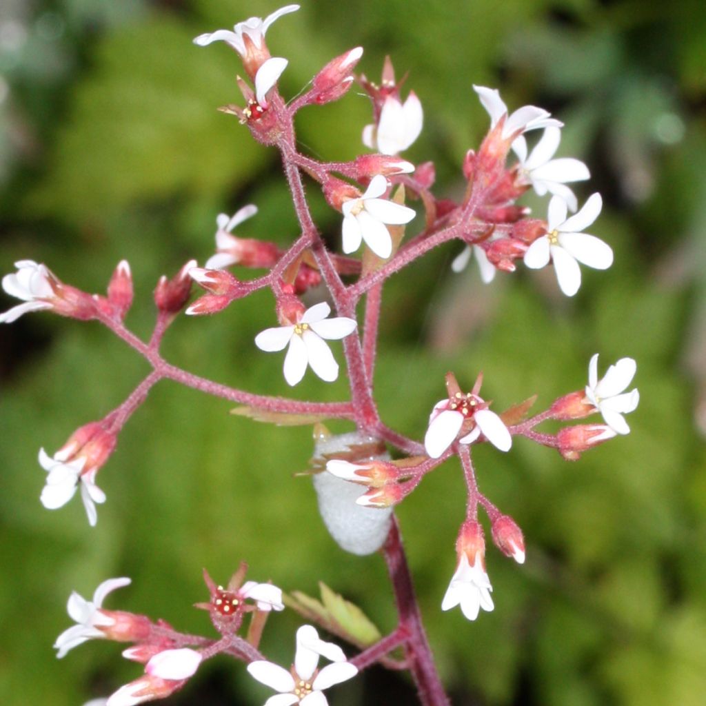 Boykinia occidentalis