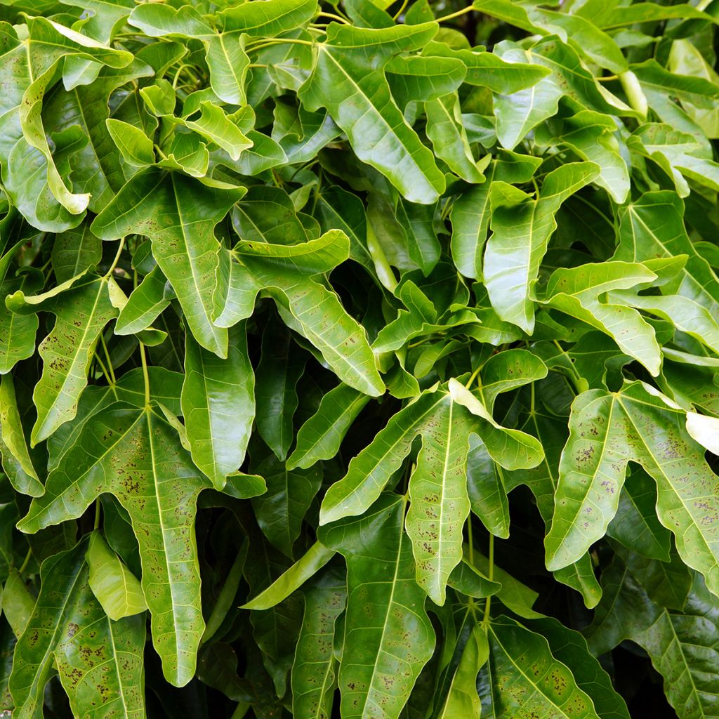 Brachychiton acerifolius