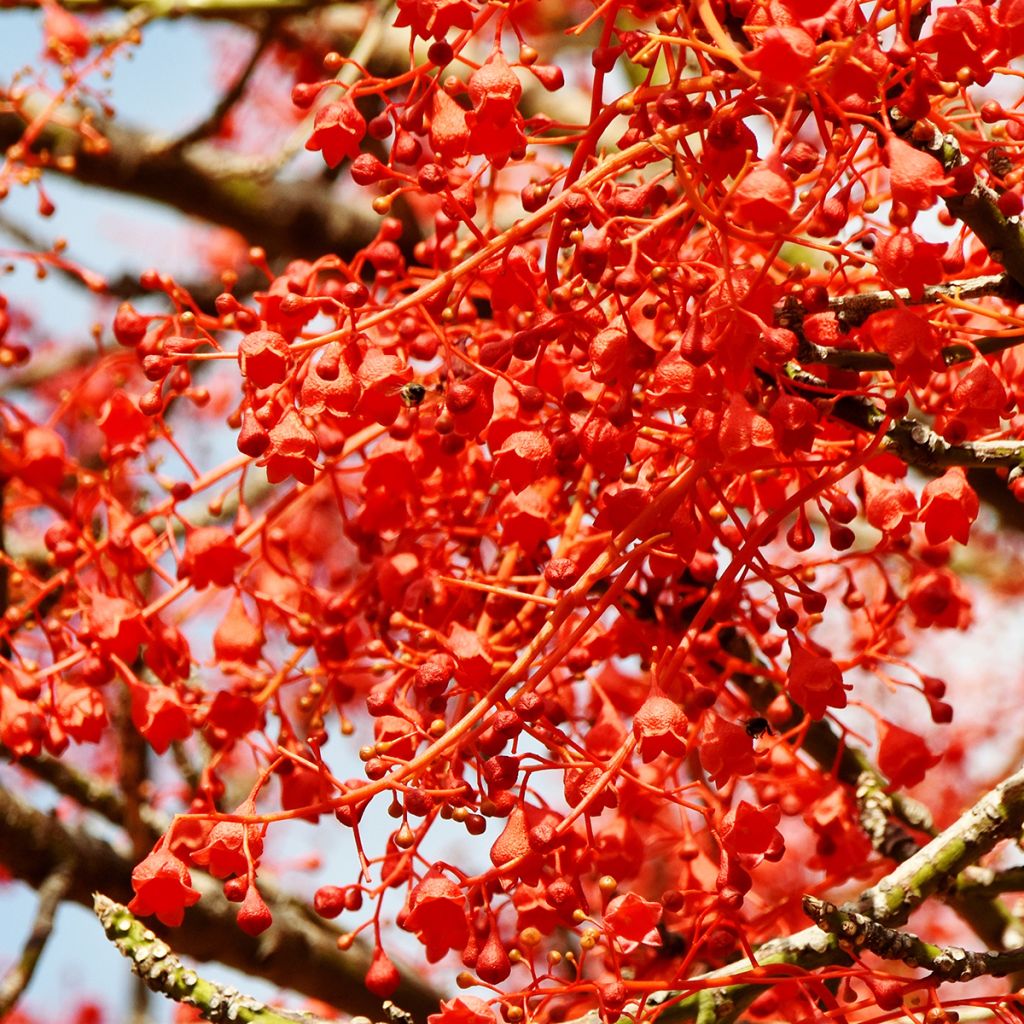 Brachychiton acerifolius