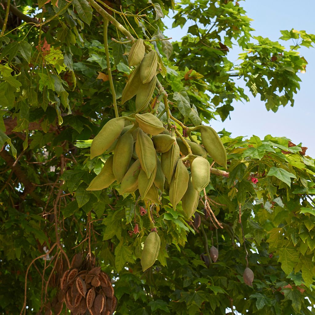 Brachychiton acerifolius