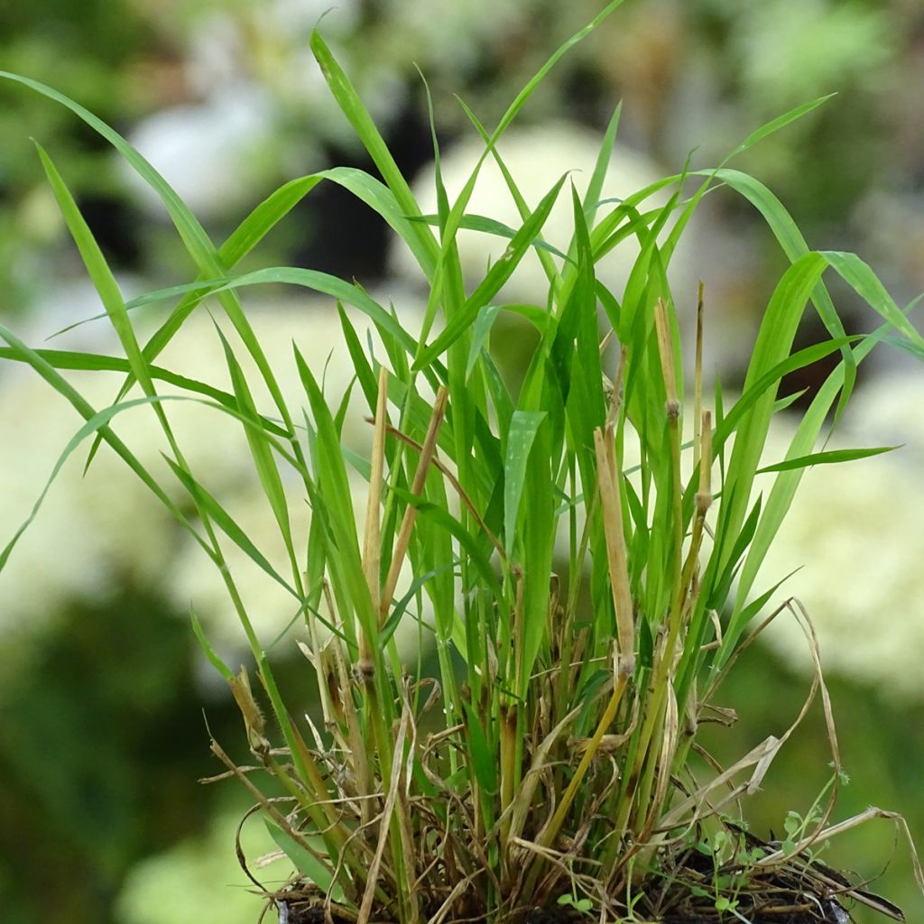 Brachypodium sylvaticum - Brachypode des bois