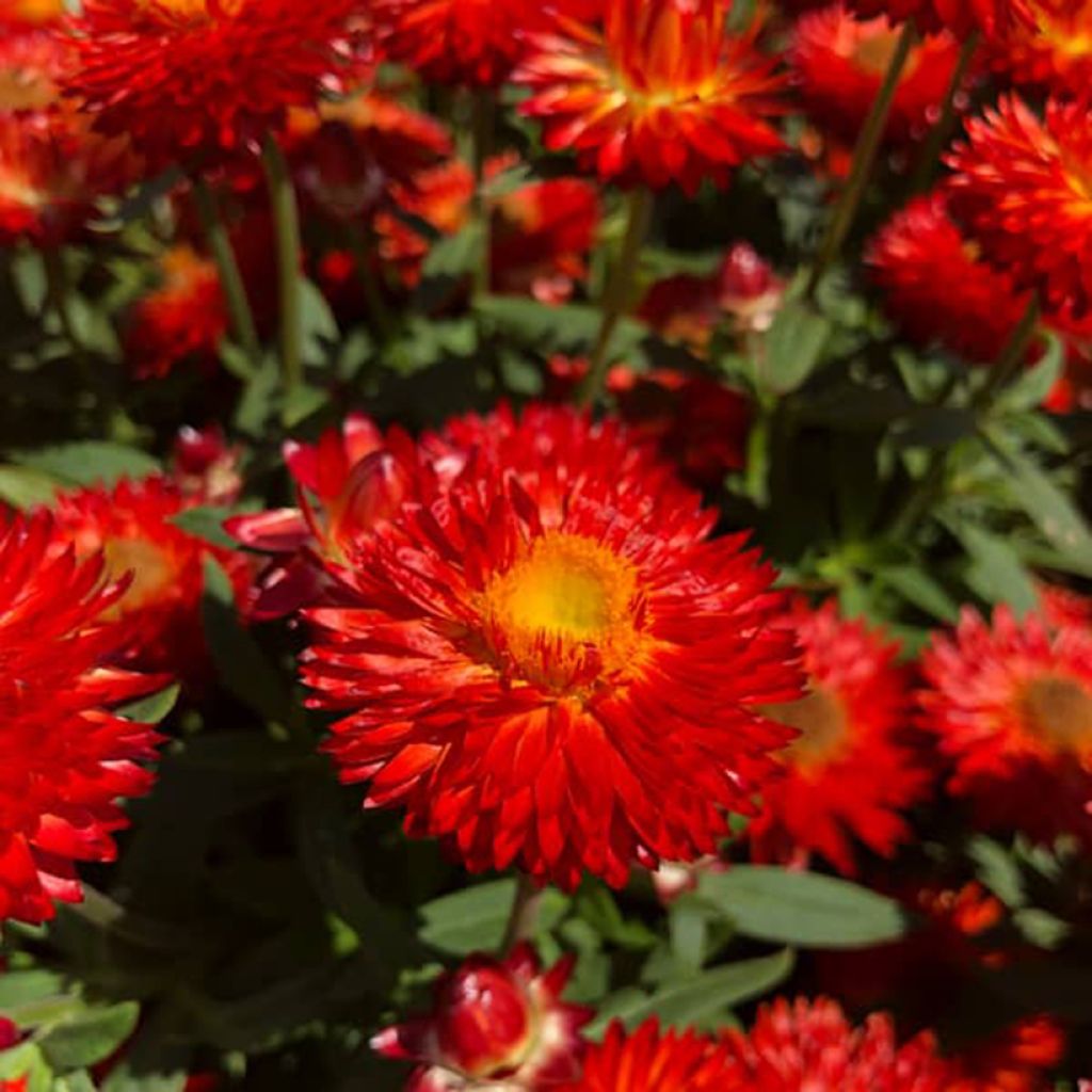 Bracteantha Heliana Scarlet - Immortelle