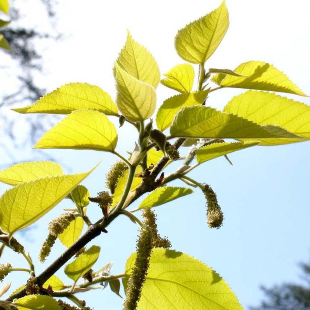 Mûrier à papier - Broussonetia papyrifera Golden Shadow