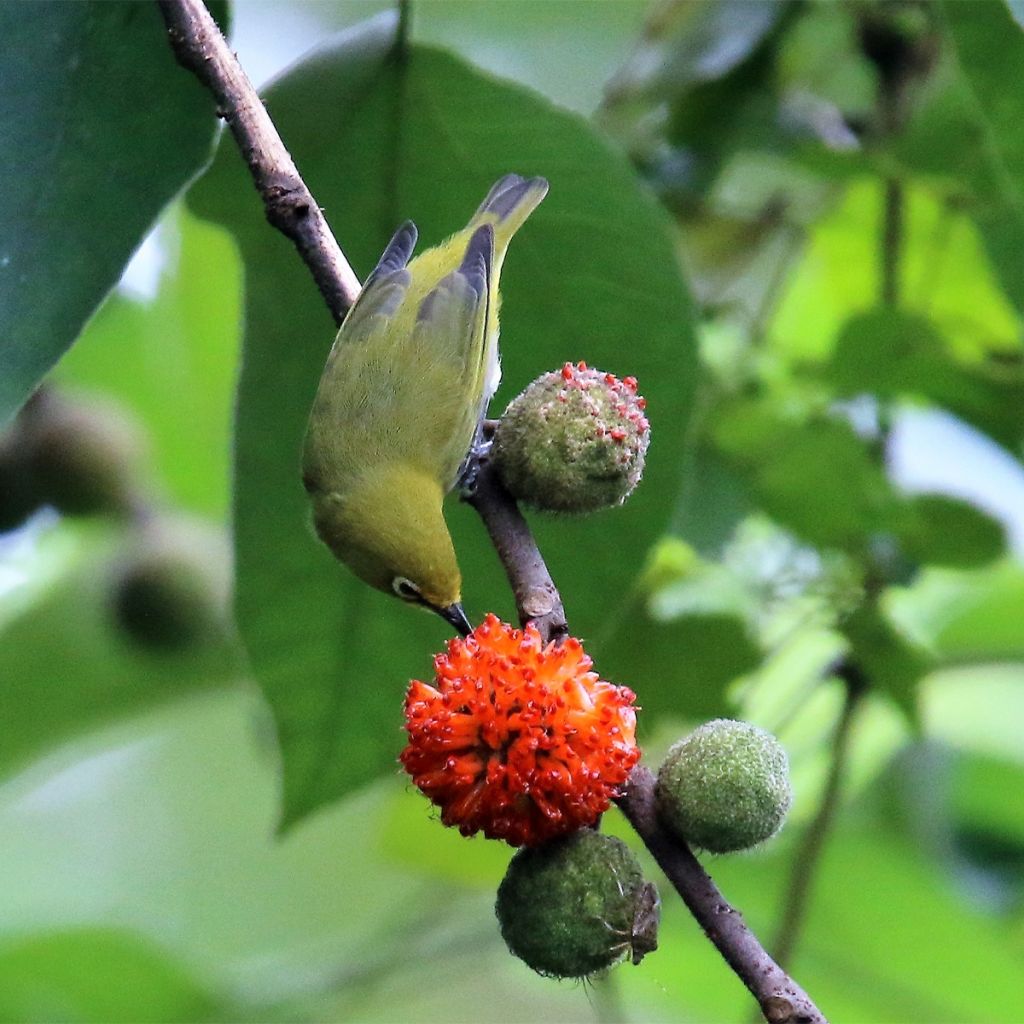 Broussonetia papyrifera - Mûrier de Chine ou à papier