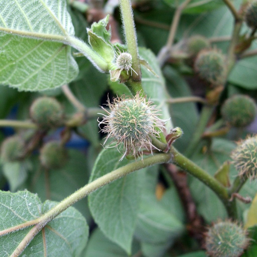 Broussonetia papyrifera - Mûrier de Chine ou à papier